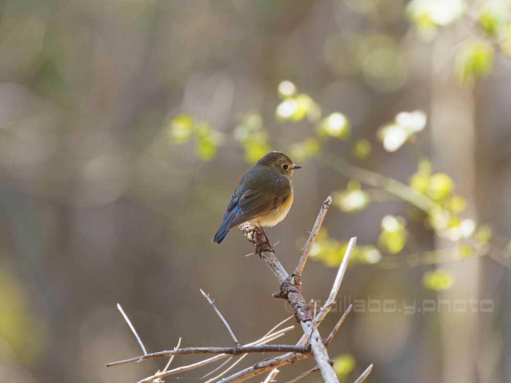 ルリビタキ♀1