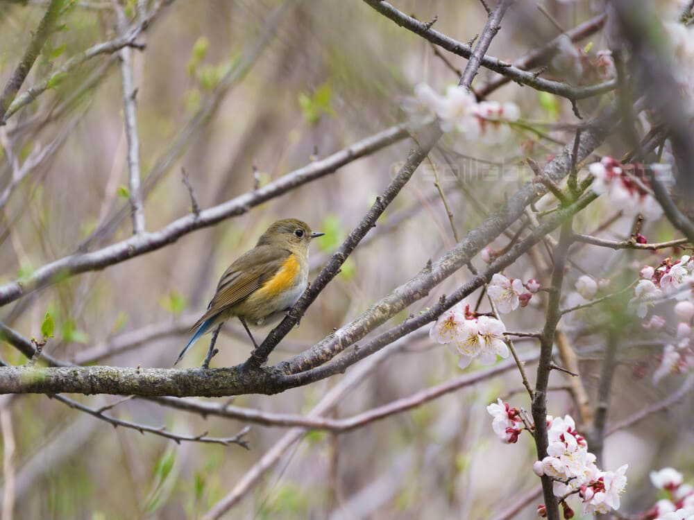 ルリビタキ♀2