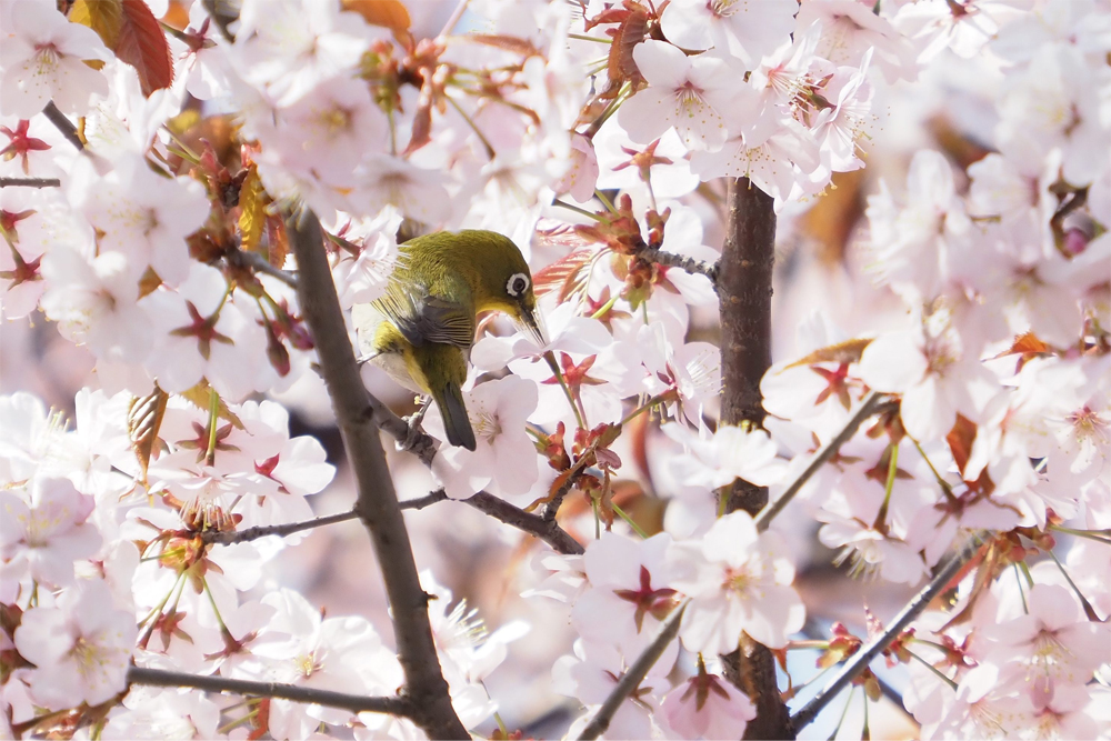 桜とメジロ