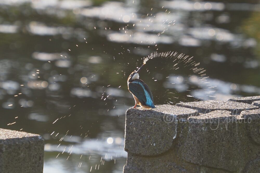 カワセミ2