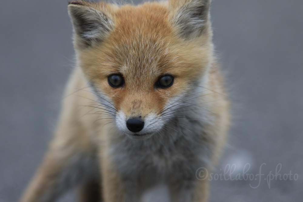 キタキツネ