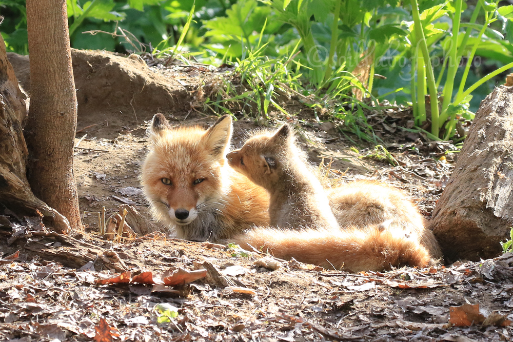 キタキツネ