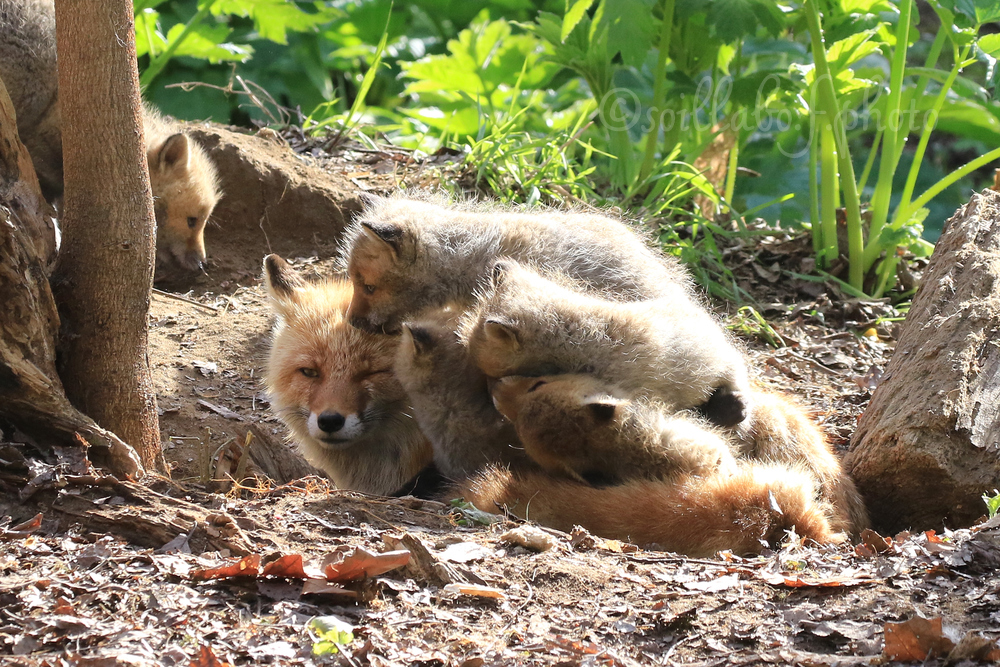 キタキツネ2