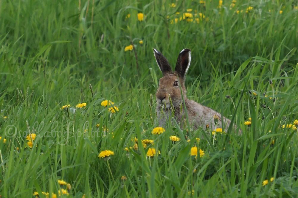 ユキウサギ