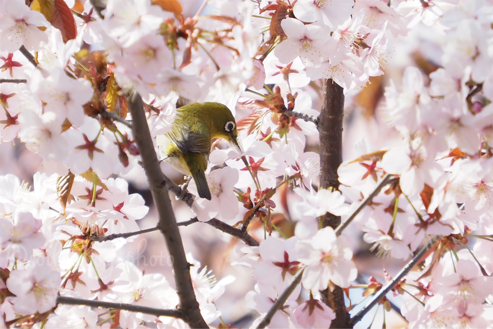 桜とメジロ