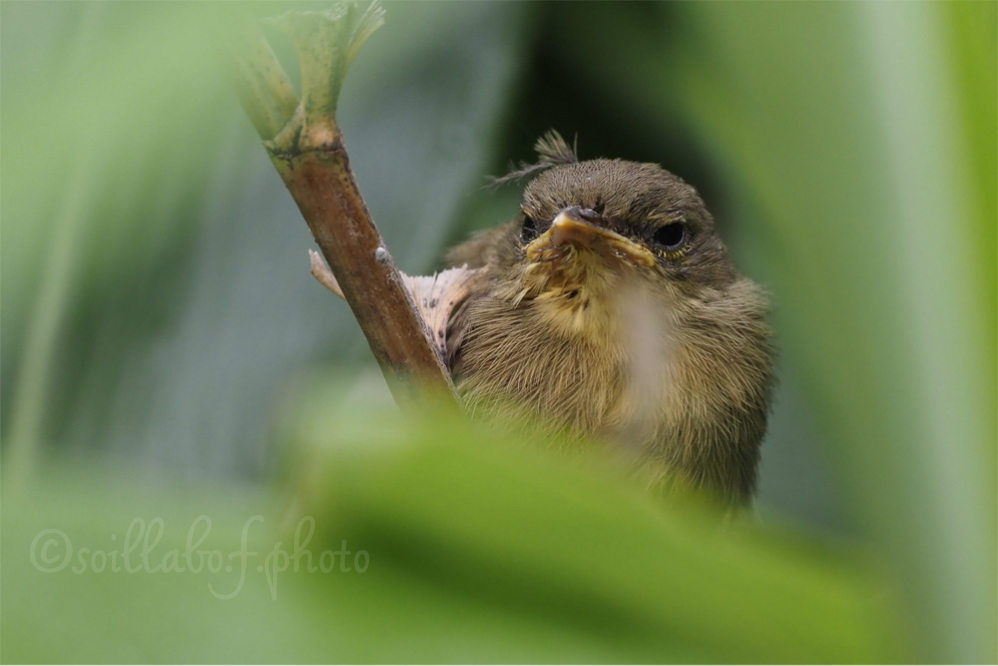 ウグイス幼鳥